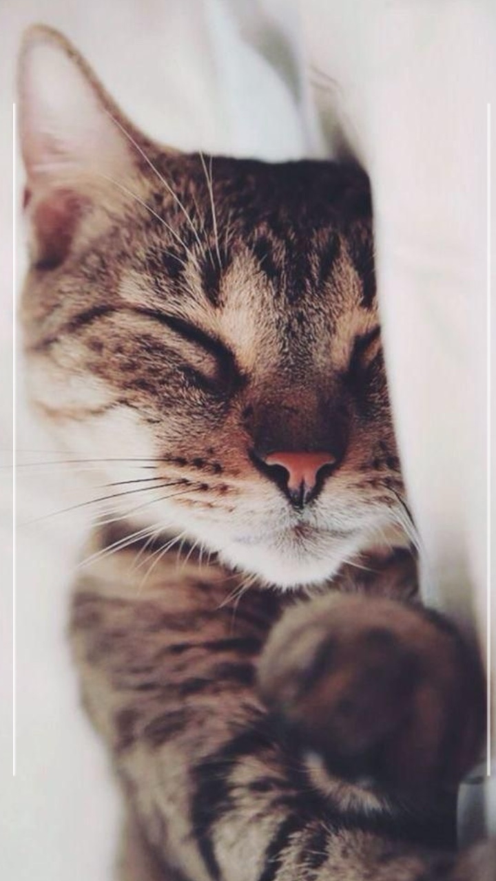 Momentos de gatos♥️