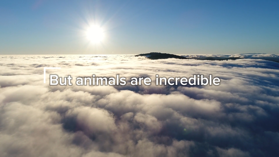 Animals 