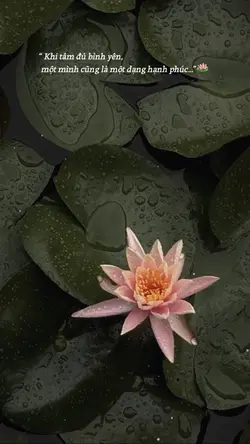 Khi tâm đủ bình yên🪷