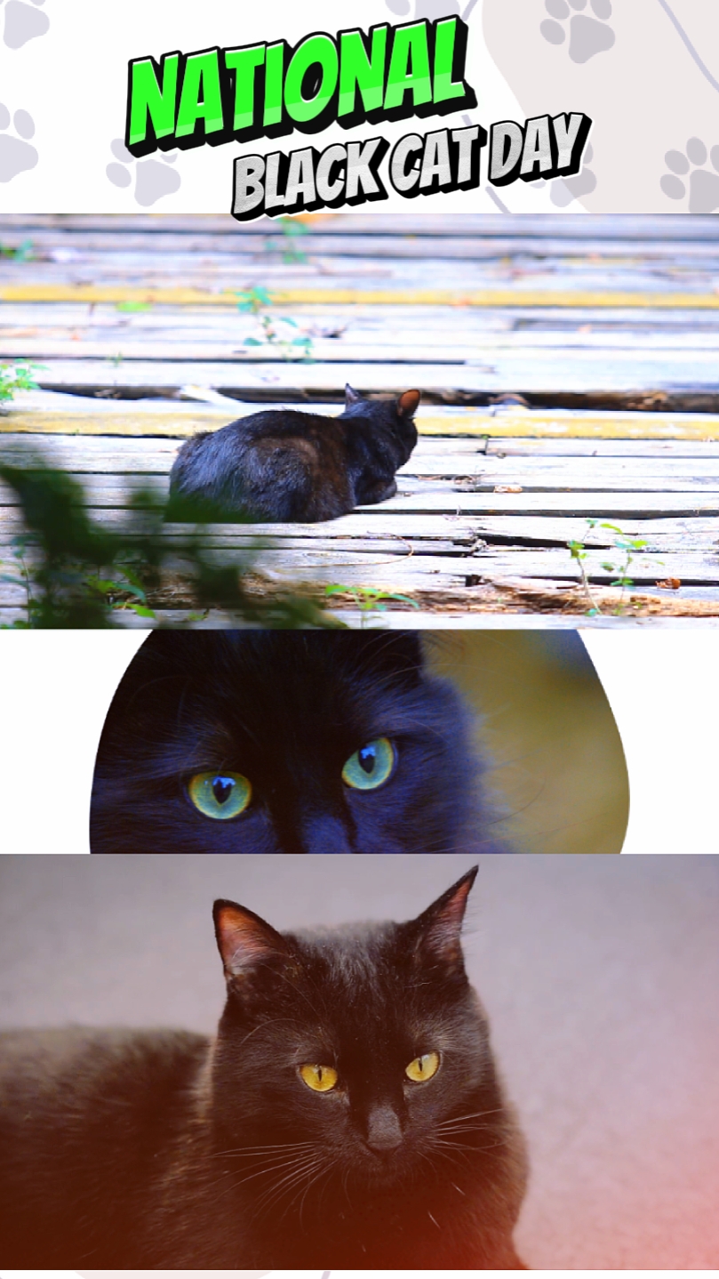Gato Negro Nacional 