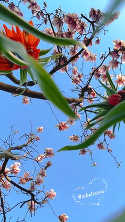 Manolyam 🌸