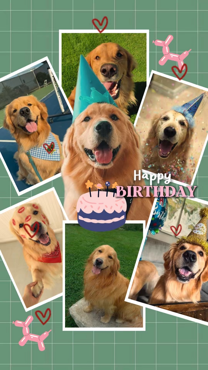 Geburtstag mein Hund