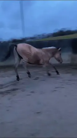 Horse cross zebra