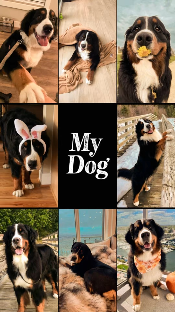 My Dog 