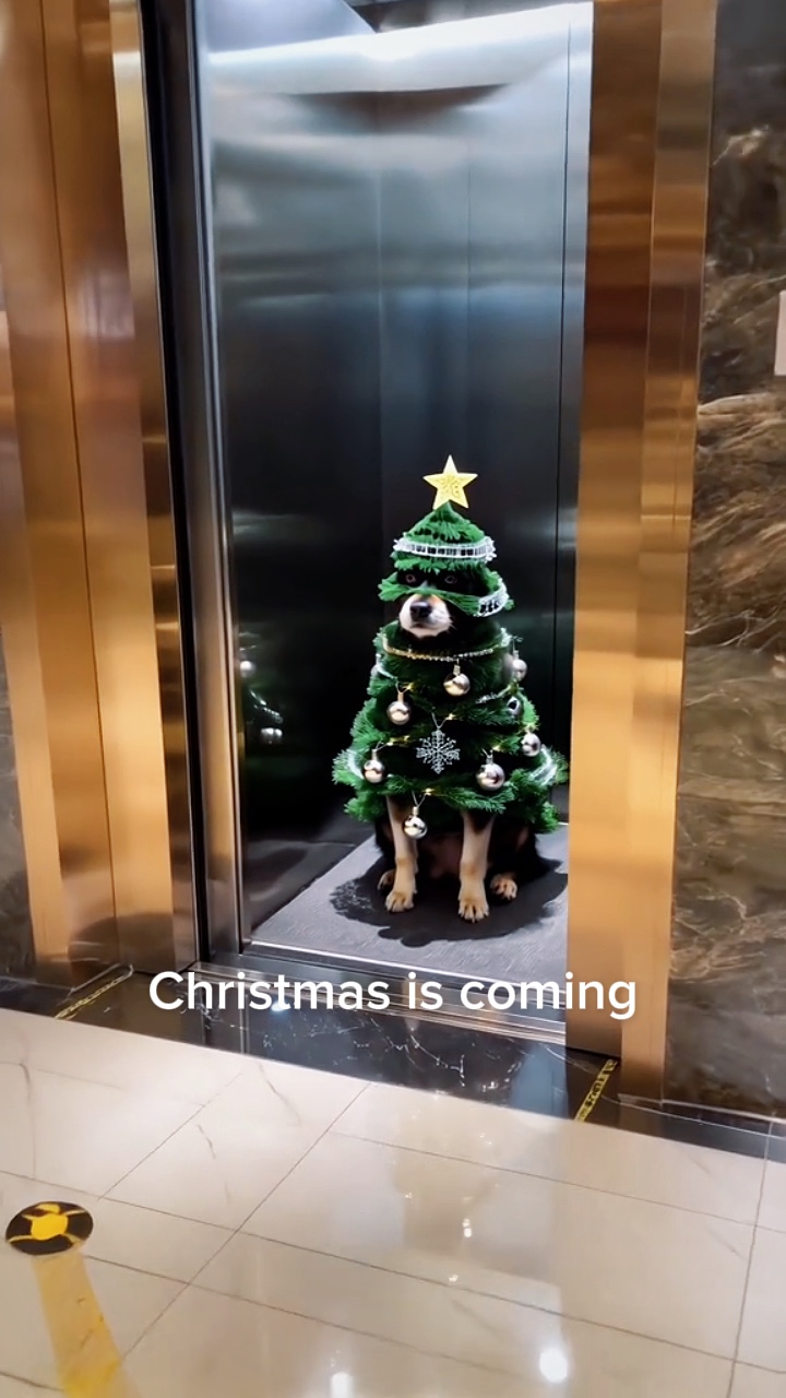 Perro de Navidad