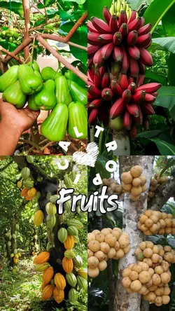 Fruits