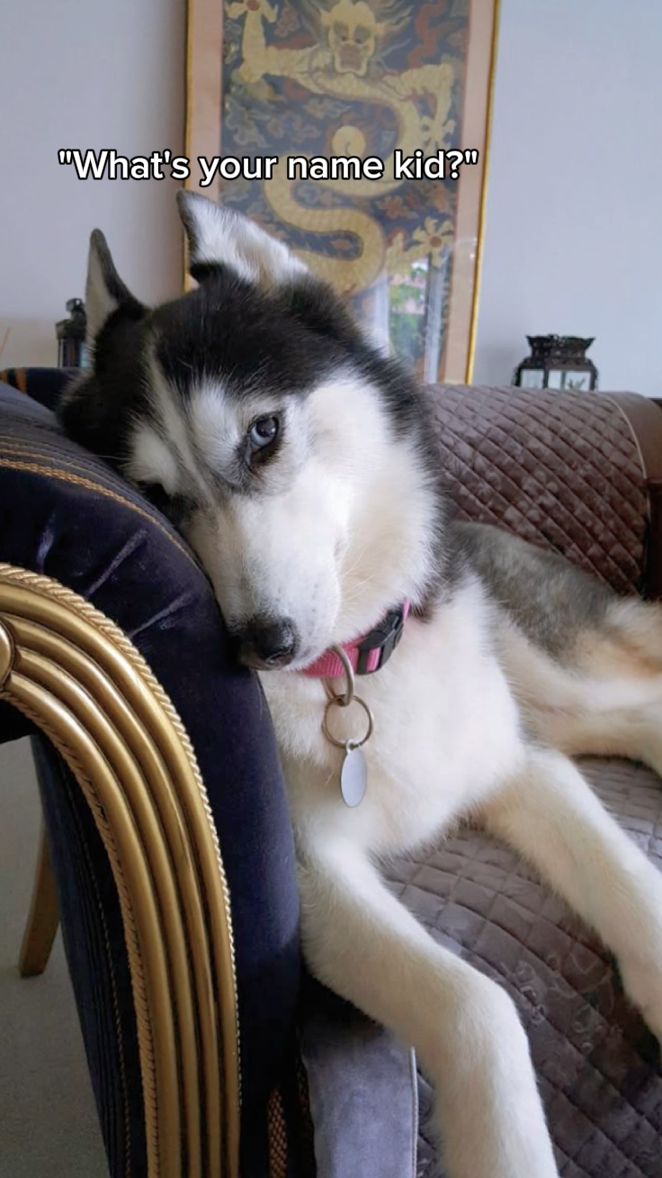 Cute pet