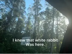 White rabbit..