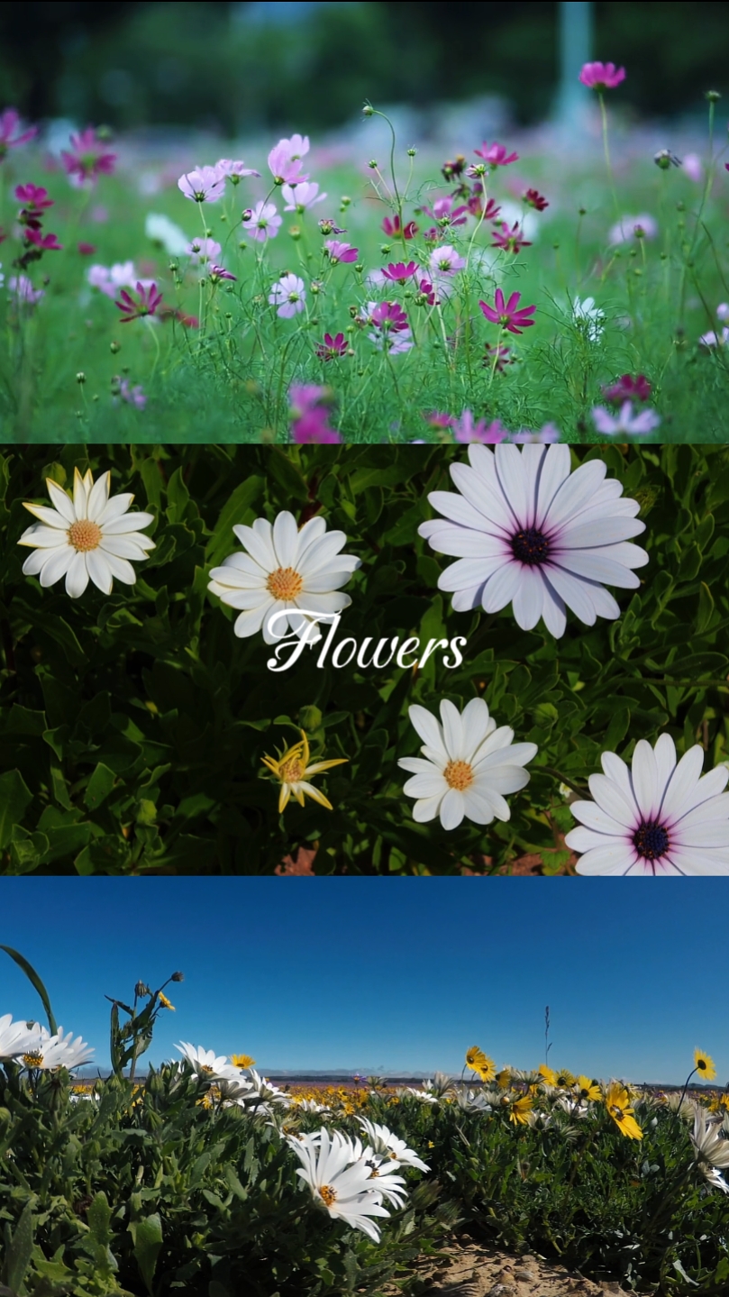 Flores