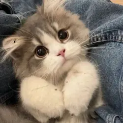 Dame un grr
