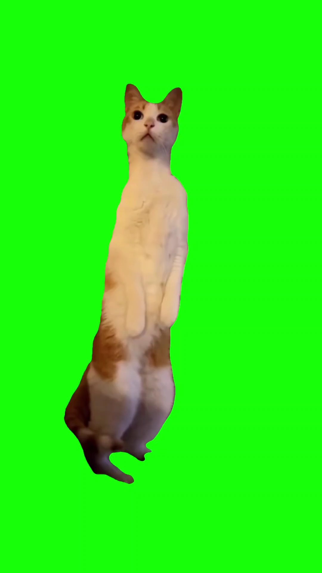 Funny cat meme 