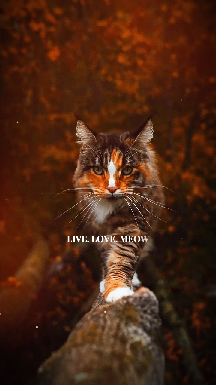 Vivre. Amour. Miaou😻