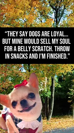 Dogs Loyal?