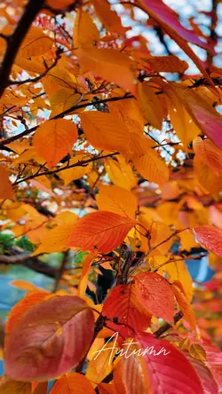 Autumn 🍂 slow motion