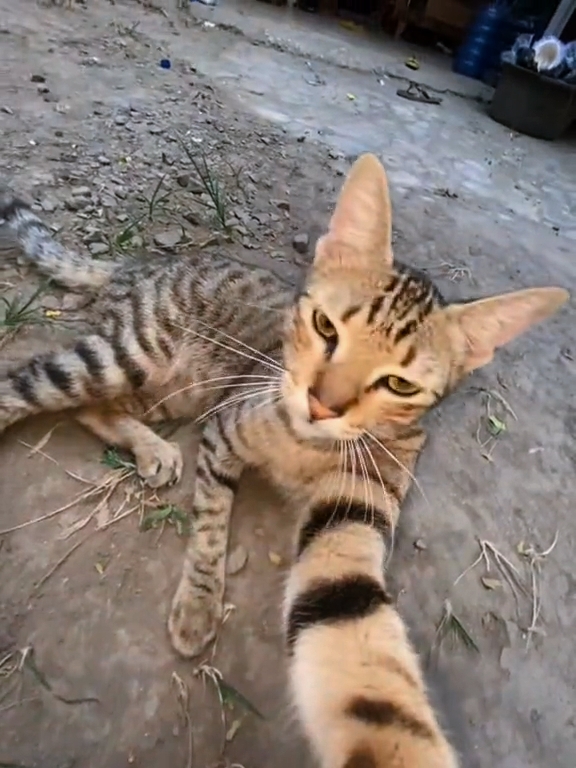 Fotolive Kece