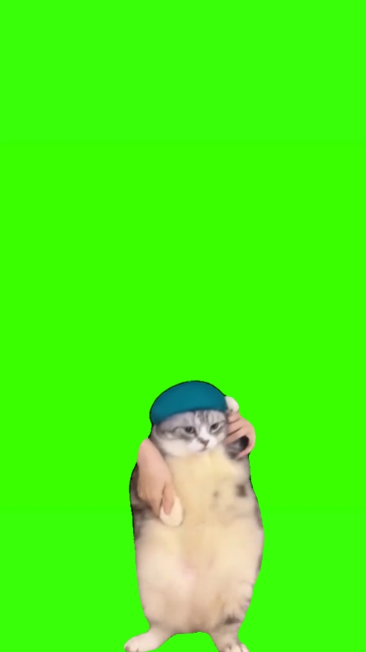 고양이 춤 