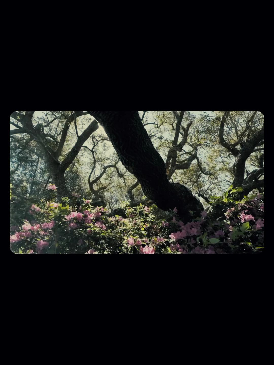 8vid aesthetic 