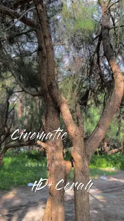 Cinematic•Bloodline