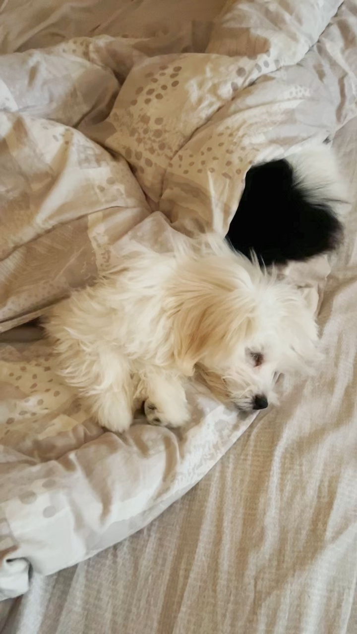 Chiens au lit