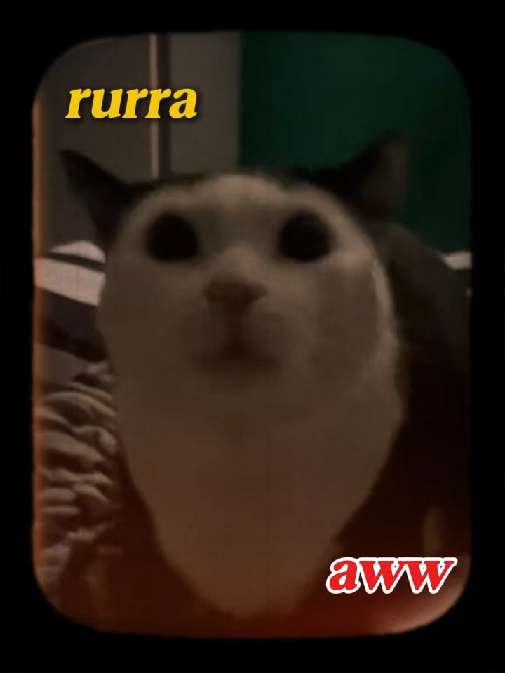 WIWI KATZENKERN