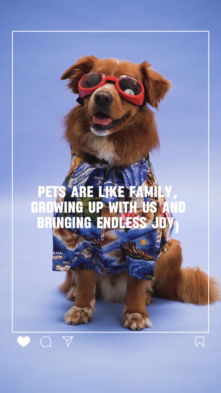 Plantilla De Ropa Para Mascotas