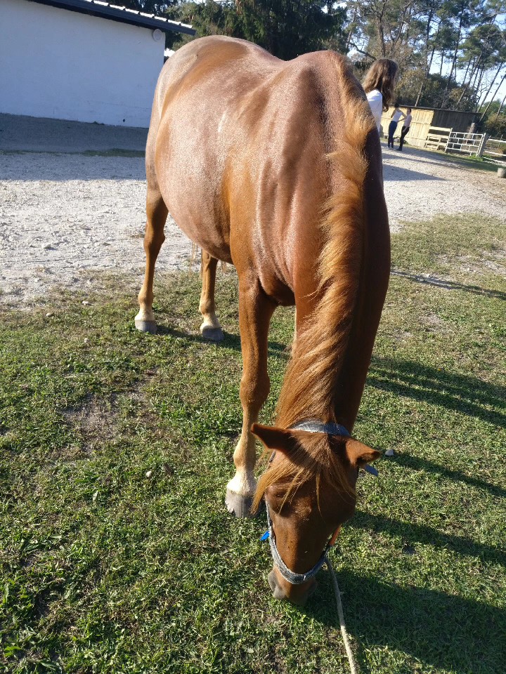 Mes chevaux d'amour