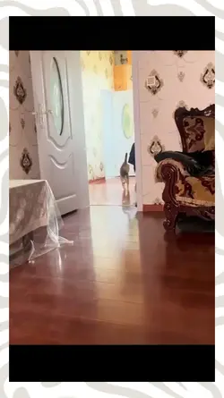cat memes