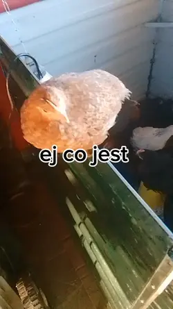 ej pomocy