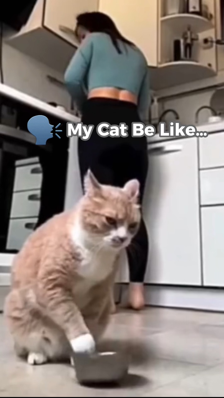 Exibição Da Indústria De Animais De Estilo Cat Tiktok