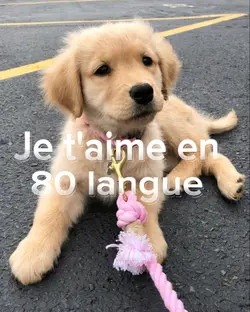 Je t'aime 