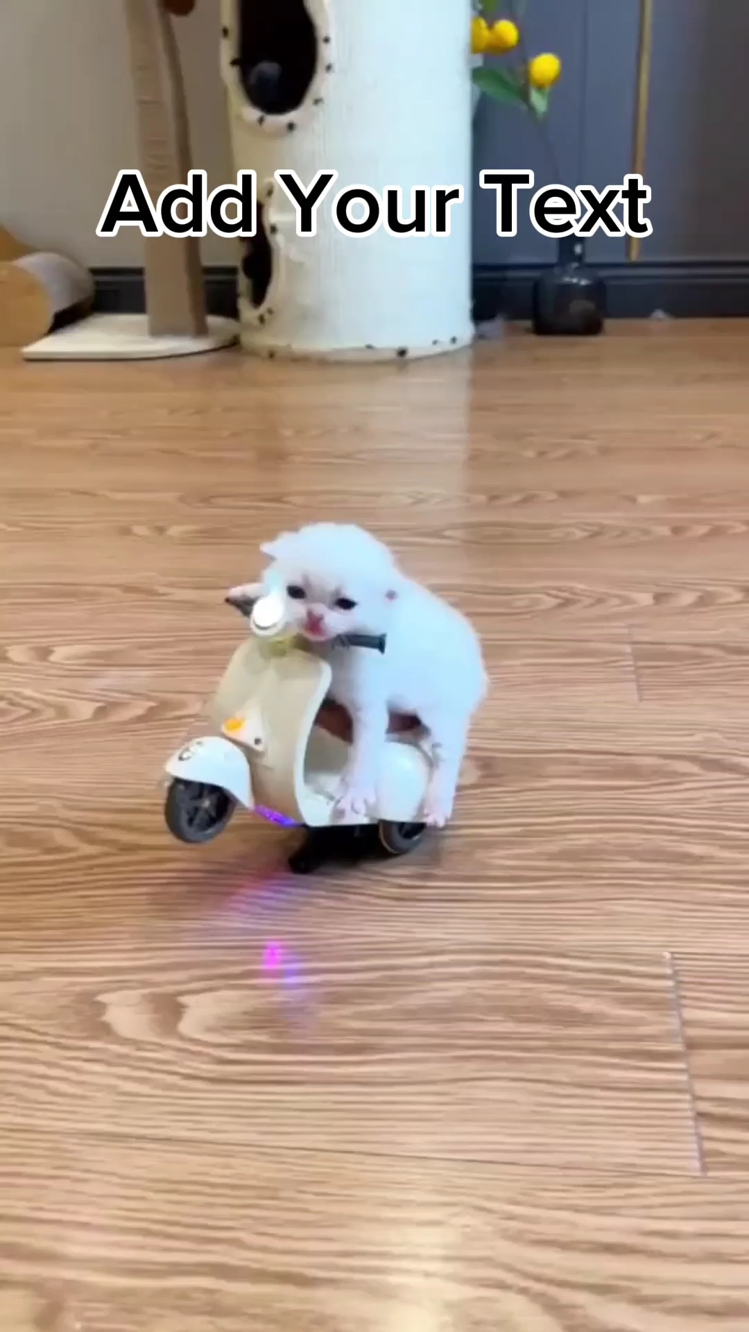 Cute cat