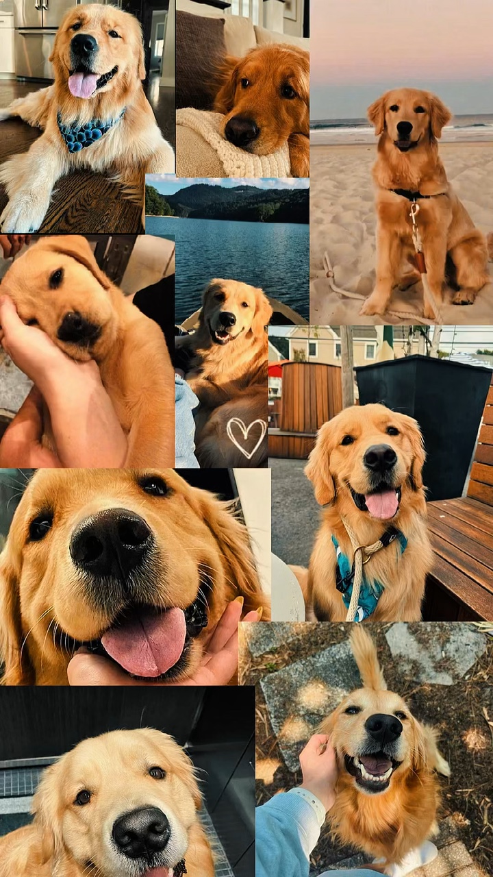 Evcil hayvanınız ❤️‍🩹