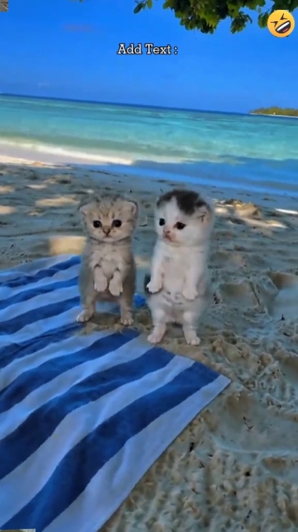 Sevimli Kedi.. 