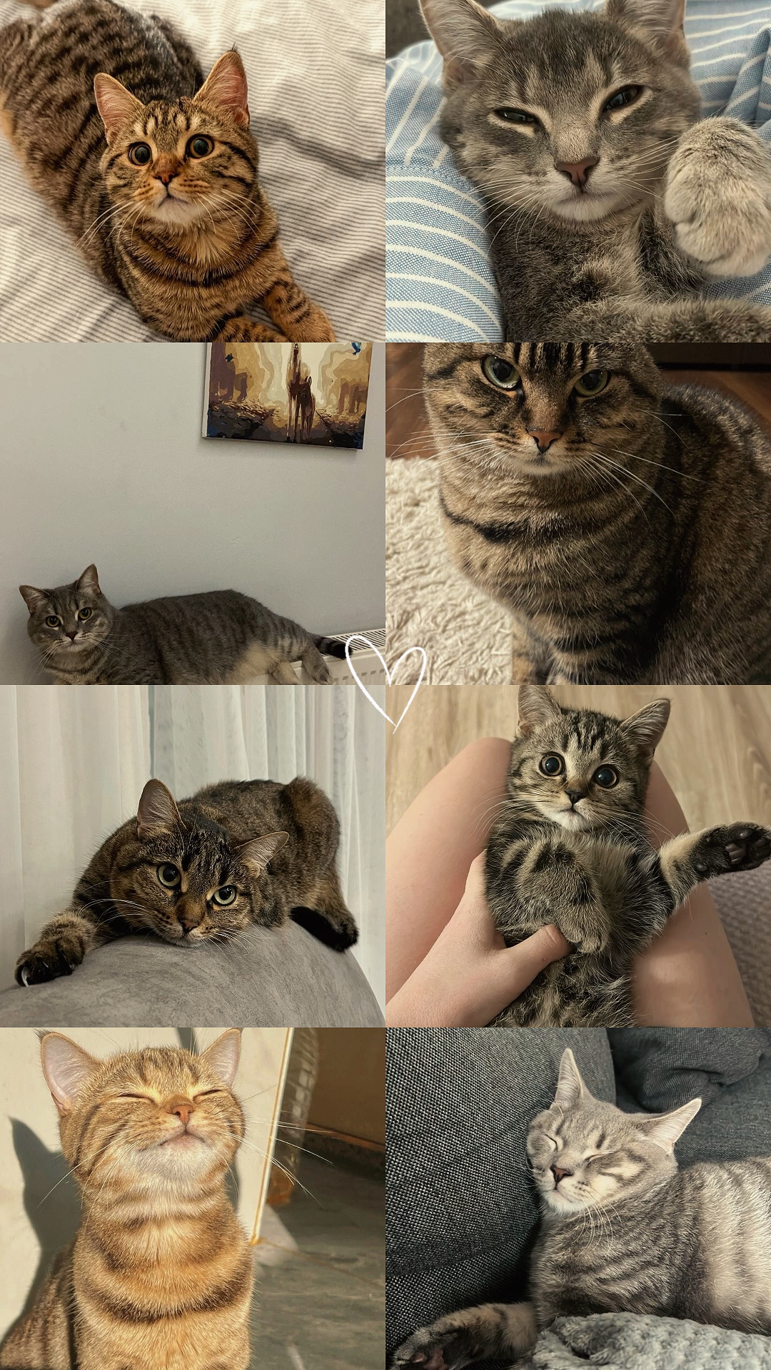 Amantes de los gatos