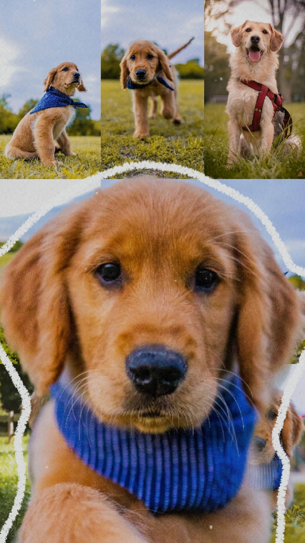 cute dog