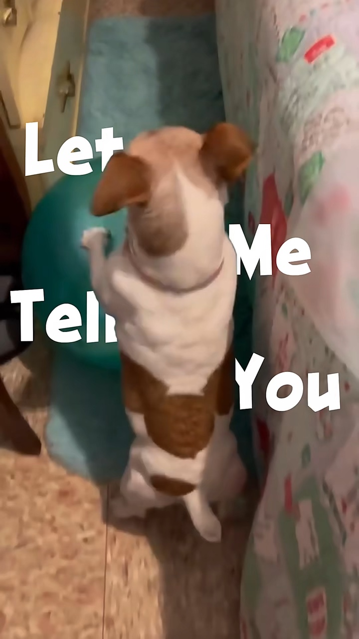 Momentos Divertidos De Perros