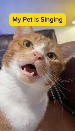 My Pet is Singing 🎤