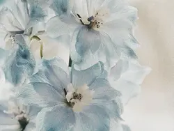 𝓟ꪱntυ𐑾ᧉ . ੭୧