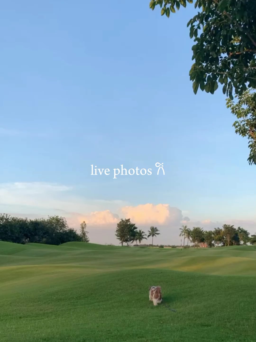 Fotos ao vivo ▲.