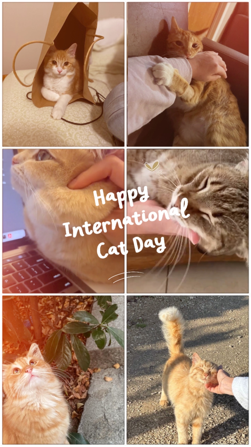 Catday international