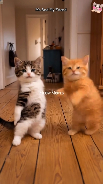 Chat drôle! 