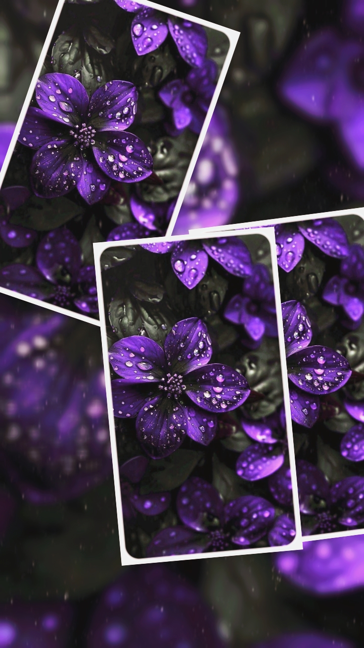 N. plantilla