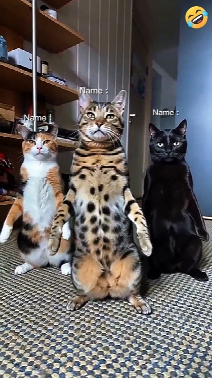 Kucing menari