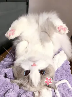 meow meow meow 