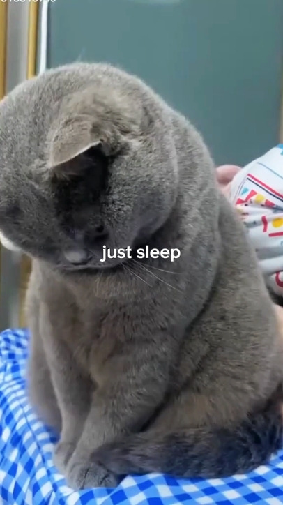 my cat activity