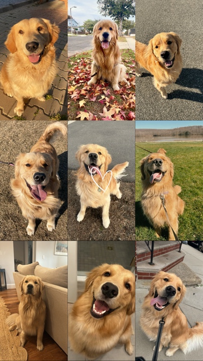 Dog bestfriend 