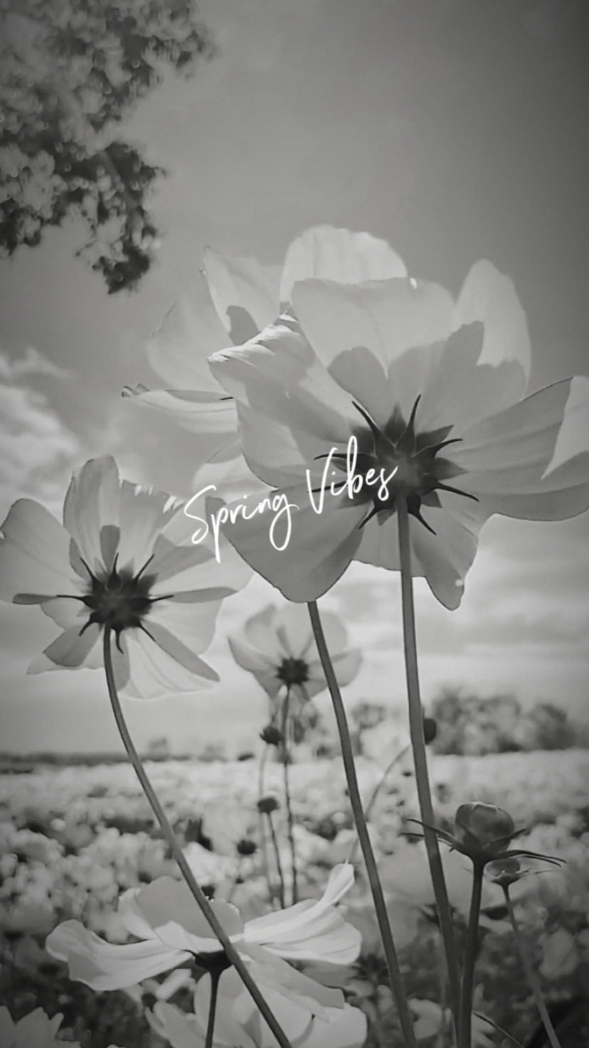 Vibrações De Primavera