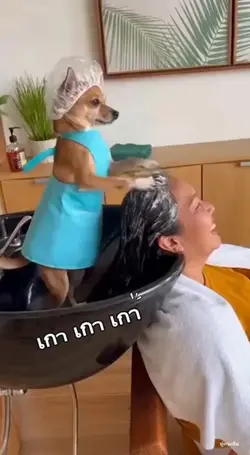 Salon Dog