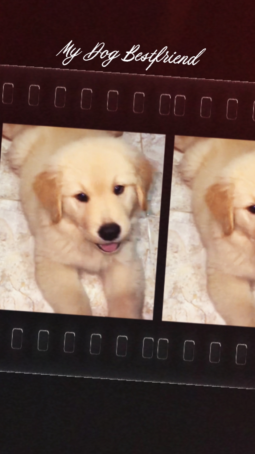 My Dog Bestfriend 