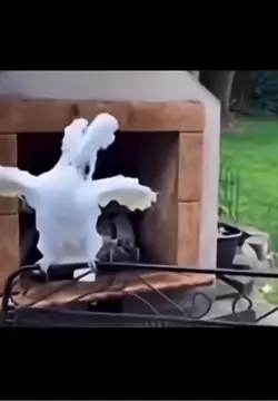 Cockatoo dancing